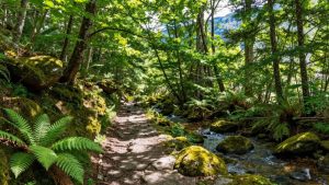 Drum în pădure, natură, turism verde, peisaj